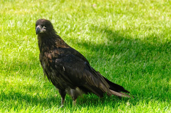 Caracara rayé sur les îles Malouines — Photo