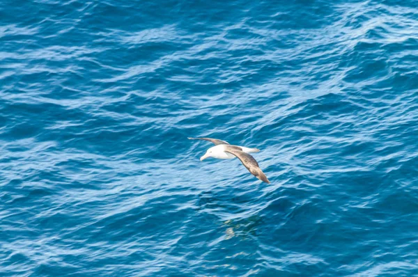 Um Albatroz-de-testa-preta voando baixo acima do oceano atlântico sul — Fotografia de Stock