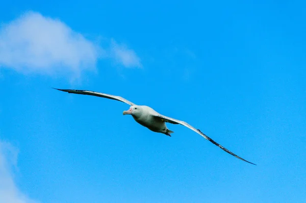 Vagueando Albatroz em voo — Fotografia de Stock