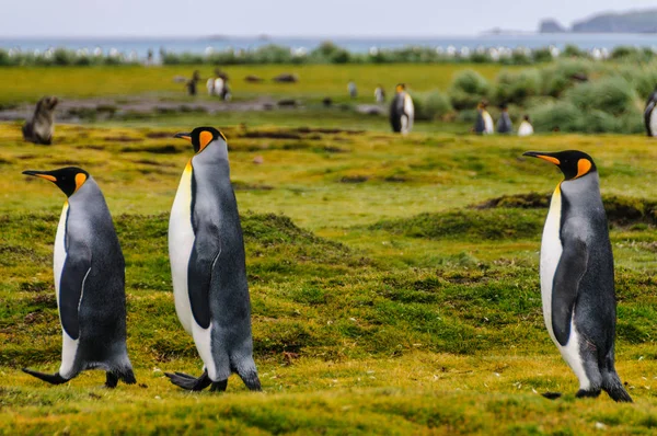 King Penguins en las llanuras de Salisbury — Foto de Stock