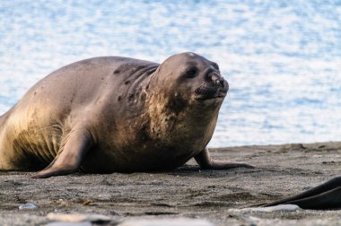 Deniz aslanlarının altın liman
