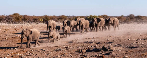 Stado słoni afrykańskich w Namibii — Zdjęcie stockowe