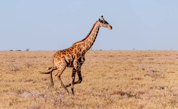 Girafa galopante na Namíbia — Fotografia de Stock