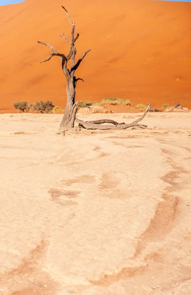 Alberi morti in Namibia Deadvlei . — Foto Stock