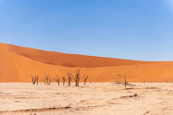 Árboles muertos en Namibias Deadvlei . — Foto de Stock