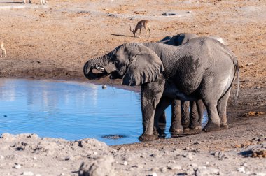 Namibya Afrika Filleri