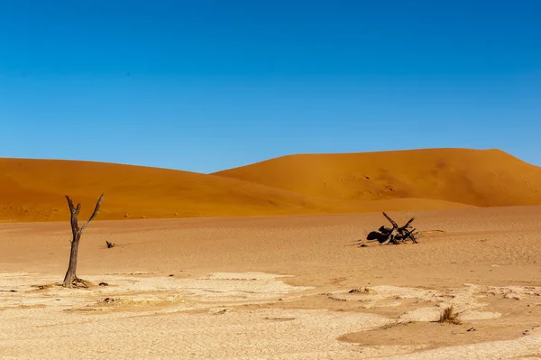 Dead trees in Namibias Deadvlei. — Stock Photo, Image