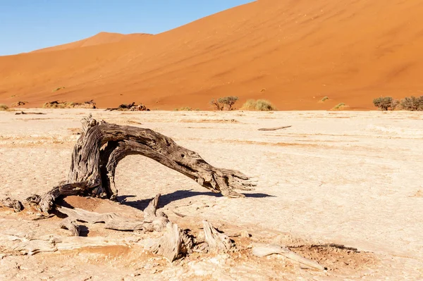 Árboles muertos en Namibias Deadvlei . — Foto de Stock