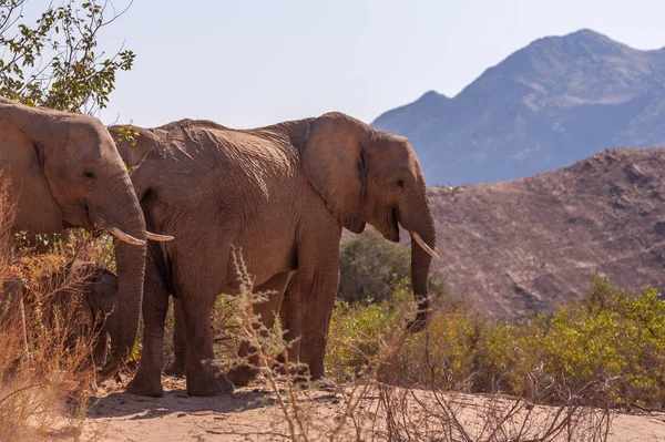 Elefantes del desierto a lo largo del río Honaib en Namibia — Foto de Stock