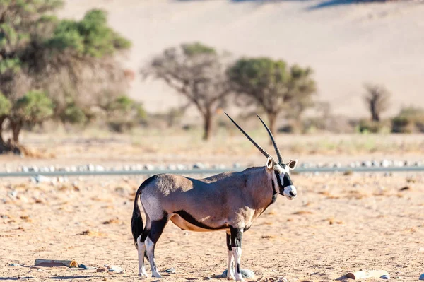Bete Orinx i Namibia — Stockfoto