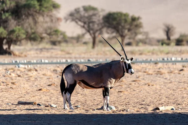 Bete Orinx i Namibia — Stockfoto