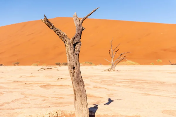 Dead trees in Namibias Deadvlei. — Stock Photo, Image