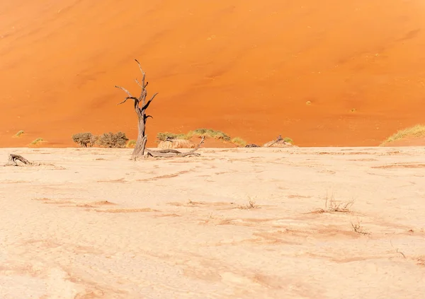 Alberi morti in Namibia Deadvlei . — Foto Stock