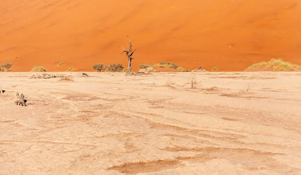 Abgestorbene Bäume in Namibias verfallen. — Stockfoto