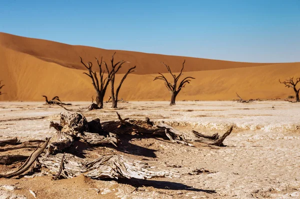 Alberi morti in Namibia Deadvlei . — Foto Stock