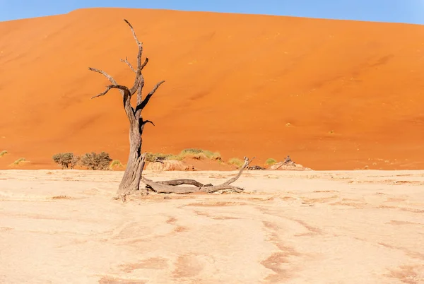 Alberi morti in Namibia Deadvlei . — Foto Stock