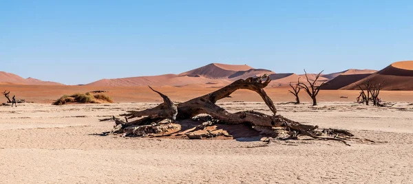 Dead trees in Namibias Deadvlei. — Stock Photo, Image