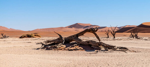 Dead trees in Namibias Deadvlei.