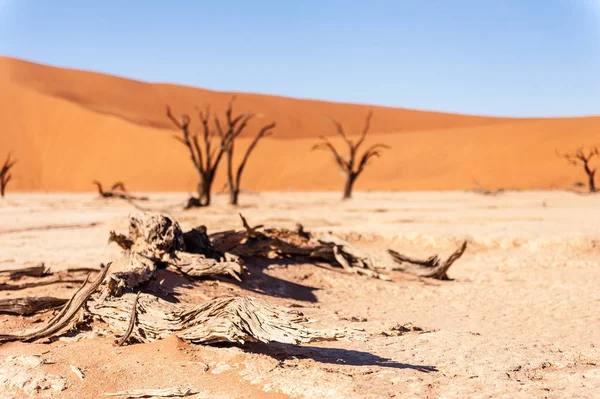 Dead trees in Namibias Deadvlei. — Stock Photo, Image