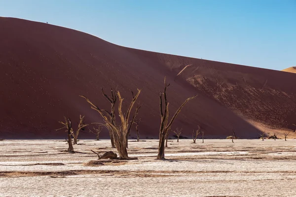 Árvores mortas em Namibias Deadvlei . — Fotografia de Stock