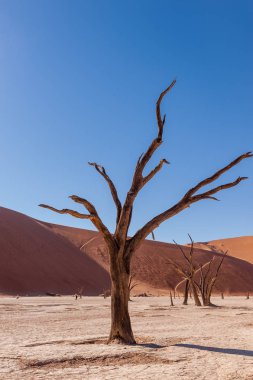 Namibias Deadvlei ölü ağaçlar.