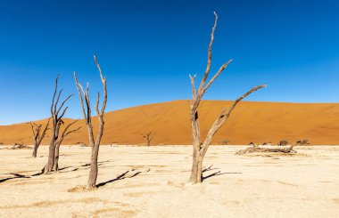 Namibias Deadvlei ölü ağaçlar.