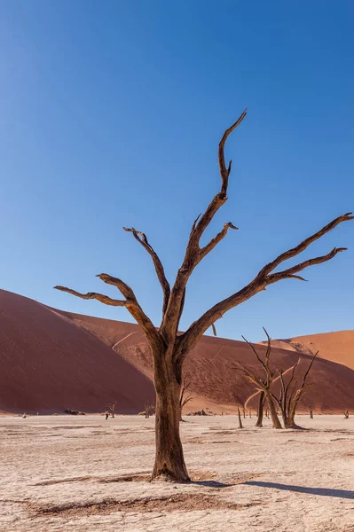 Dead trees in Namibias Deadvlei. — Stock Photo, Image