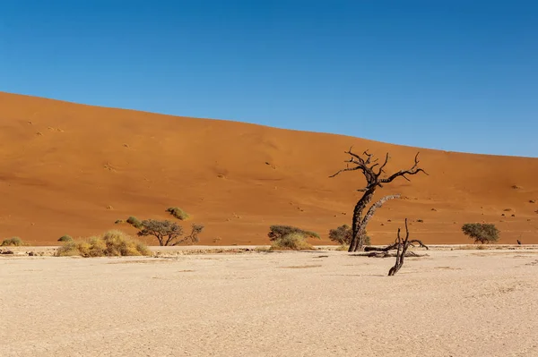 Alberi morti in Namibia Deadvlei . — Foto Stock