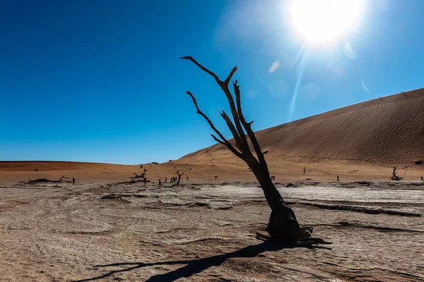 Dead trees in Namibias Deadvlei. — Stock Photo, Image
