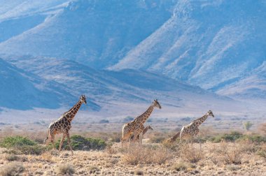 Çölde otlayan bir zürafa ailesi