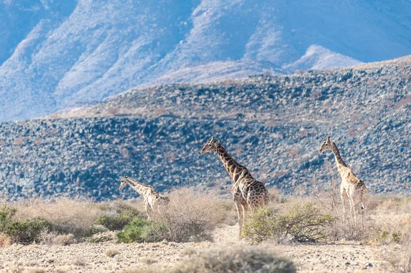 En giraff familj bete i öknen — Stockfoto