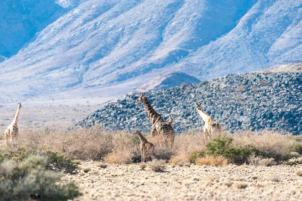 Сім'я жирафів, що пасуться в пустелі — стокове фото