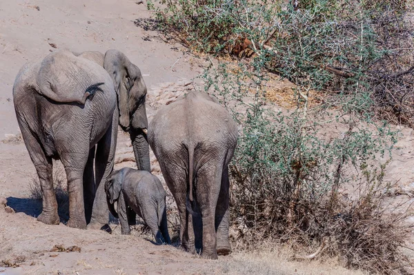 Elefante del desierto a lo largo del río Hanoab — Foto de Stock