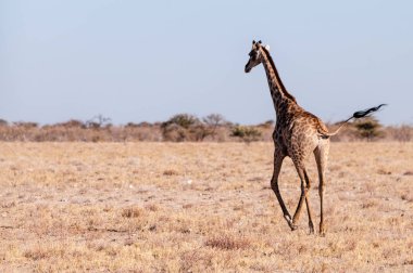 Etosha'da dört nala koşan bir Zürafa