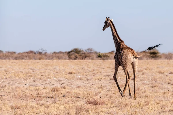 Una giraffa galoppante a Etosha — Foto Stock