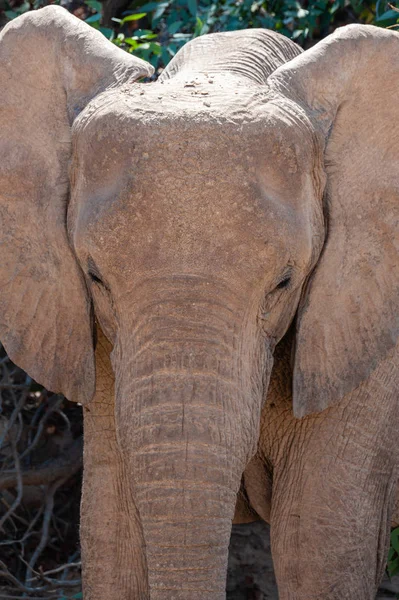 Wüstenelefant am Hanoab River — Stockfoto