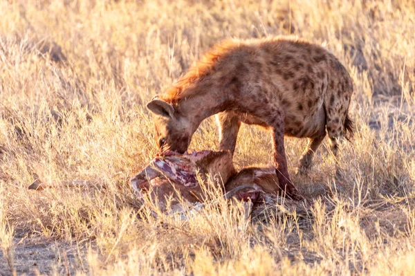 Hyena s kořistí v večerním světle — Stock fotografie