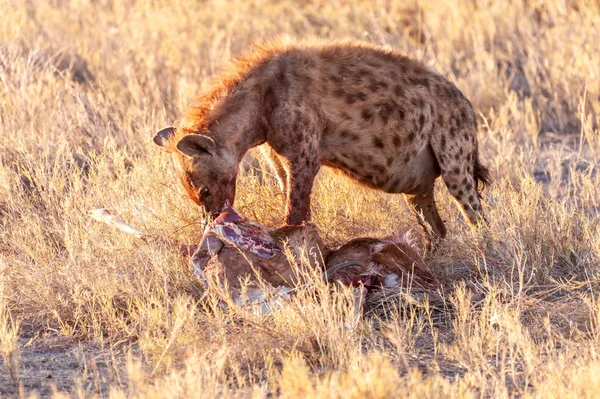 Gefleckte Hyäne mit Beute im Abendlicht — Stockfoto