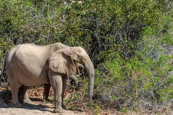 Пустынный слон вдоль реки Ханоаб — стоковое фото
