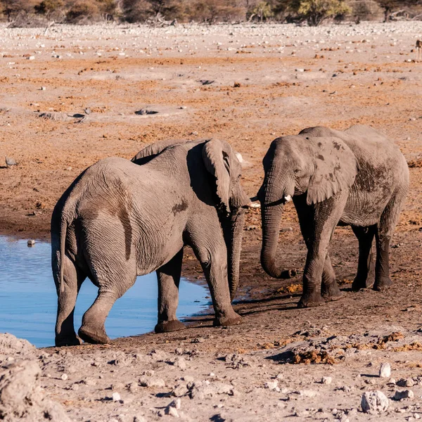 Two fighting bull elephants — Stock Photo, Image