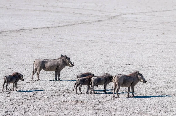 A Warthog család a salétrom az Etosha — Stock Fotó