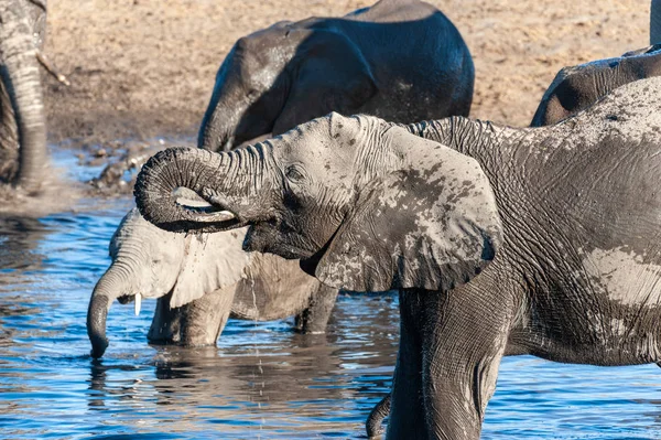 非洲大象在埃托沙喝酒. — 图库照片