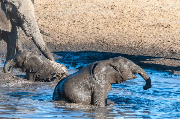 Dos elefantes bebés bañándose en una piscina en ethosha . — Foto de Stock