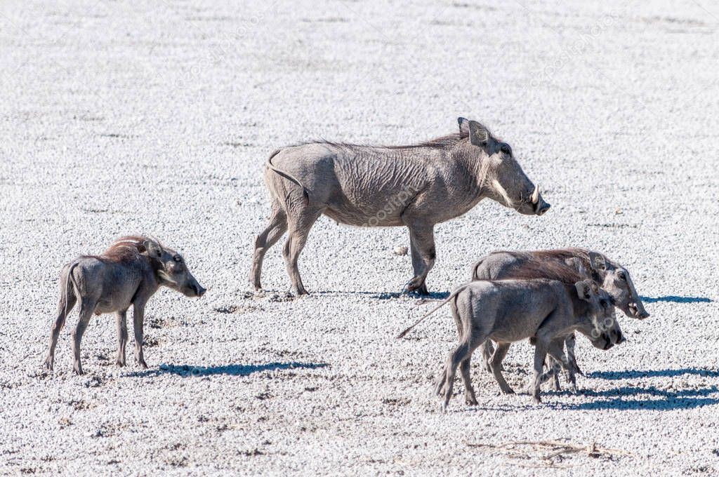 A warthog family on the saltpans of etosha