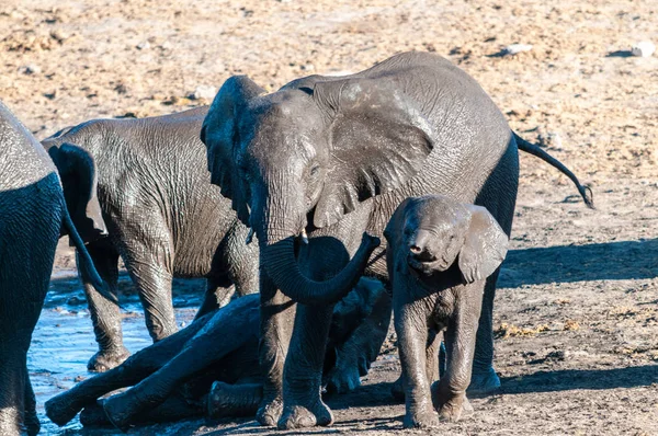 아프리카 코끼리 무리 목욕 에 a 물 구멍 — 스톡 사진