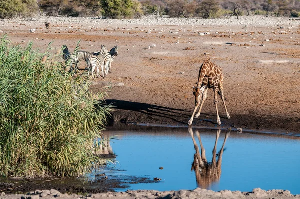 Una jirafa bebiendo cerca de un pozo de agua en Etosha — Foto de Stock