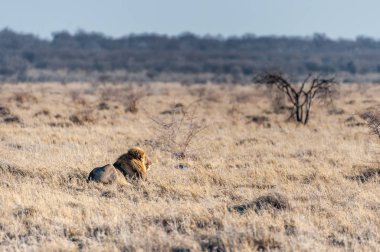 Erkek aslan bir düzlükte dinleniyor