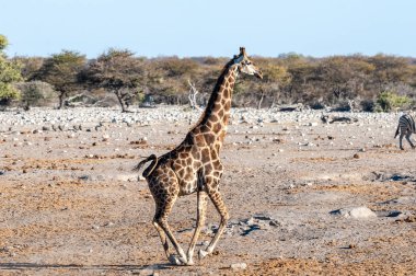 Etosha'da dört nala koşan bir Zürafa