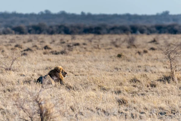 León macho descansando en una llanura —  Fotos de Stock