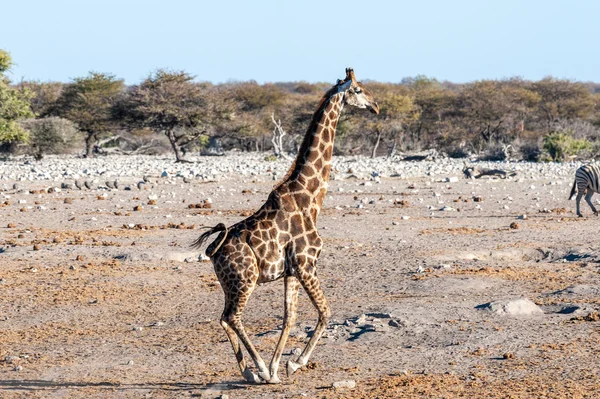 Eine galoppierende Giraffe in Etoscha — Stockfoto
